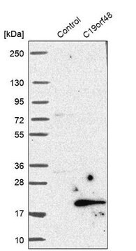 Anti-C19orf48 antibody produced in rabbit Prestige Antibodies&#174; Powered by Atlas Antibodies, affinity isolated antibody, buffered aqueous glycerol solution