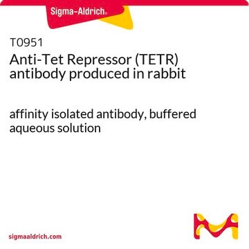 Anti-Tet Repressor (TETR) antibody produced in rabbit affinity isolated antibody, buffered aqueous solution