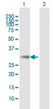 Anti-FCAR antibody produced in mouse purified immunoglobulin, buffered aqueous solution