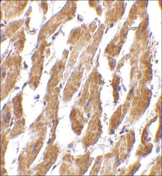 Anti-CRTH2 antibody produced in rabbit affinity isolated antibody, buffered aqueous solution