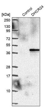 Anti-DHCR24 antibody produced in rabbit Prestige Antibodies&#174; Powered by Atlas Antibodies, affinity isolated antibody, buffered aqueous glycerol solution