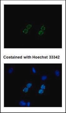 Monoclonal Anti-6X His tag antibody produced in mouse clone GT359, affinity isolated antibody