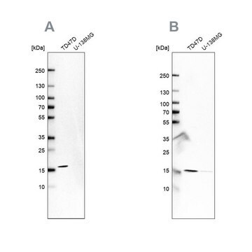 Anti-POLR2H Prestige Antibodies&#174; Powered by Atlas Antibodies, affinity isolated antibody, buffered aqueous glycerol solution