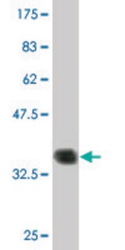 Monoclonal Anti-PCP4 antibody produced in mouse clone 1E3, purified immunoglobulin, buffered aqueous solution