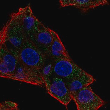 Anti-NAT8 antibody produced in rabbit Prestige Antibodies&#174; Powered by Atlas Antibodies, affinity isolated antibody