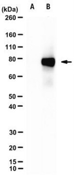 Anti-RAPGEF1 (C3G) Antibody, clone 3F6