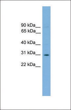 Anti-ELF5 antibody produced in rabbit affinity isolated antibody