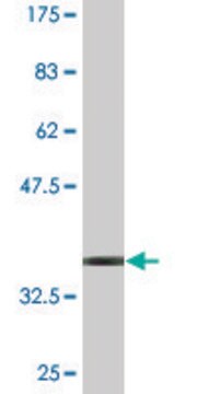 Monoclonal Anti-TSPAN1 antibody produced in mouse clone 3B4, purified immunoglobulin, buffered aqueous solution