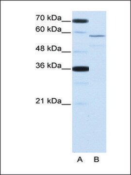 Anti-NOVA2 (AB2) antibody produced in rabbit IgG fraction of antiserum