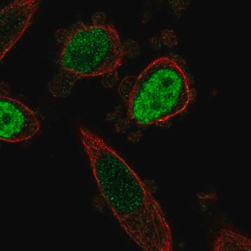 Anti-ONECUT3 antibody produced in rabbit Prestige Antibodies&#174; Powered by Atlas Antibodies, affinity isolated antibody