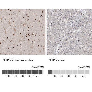 抗ZEB1 ウサギ宿主抗体 Prestige Antibodies&#174; Powered by Atlas Antibodies, affinity isolated antibody, buffered aqueous glycerol solution