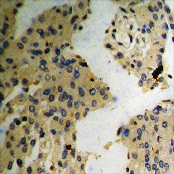 Anti-phospho-MARCKS (pSer163) antibody produced in rabbit affinity isolated antibody