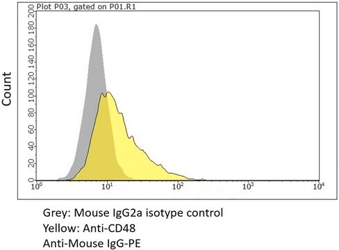 Anti-CD48 Antibody, clone 1B4