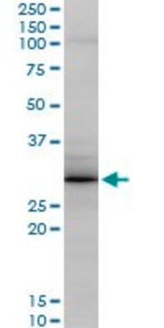 Monoclonal Anti-GCA antibody produced in mouse clone 2F11, purified immunoglobulin, buffered aqueous solution