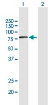 Anti-VPS53 antibody produced in mouse purified immunoglobulin, buffered aqueous solution