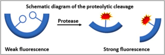 Red Protease Detection Kit Fluorescent protease assay, high sensitivity