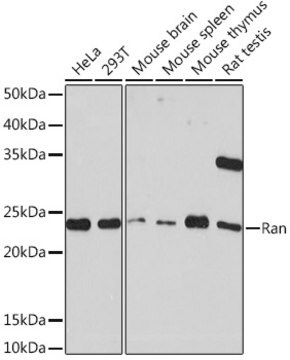 Anti-Ran Antibody, clone 6S5X5, Rabbit Monoclonal