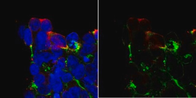 Anti-Cas9 from rabbit, purified by affinity chromatography