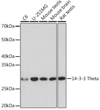 Anti-14-3-3 Theta Antibody, clone 9G6M4, Rabbit Monoclonal