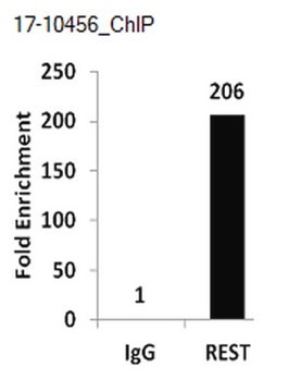 ChIPAb+ REST - ChIP Validated Antibody and Primer Set from rabbit