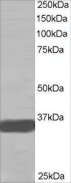 Anti-MRGX antibody produced in goat affinity isolated antibody, buffered aqueous solution