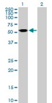 Anti-ASL antibody produced in mouse purified immunoglobulin, buffered aqueous solution