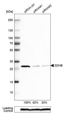 抗SDHB ウサギ宿主抗体 Prestige Antibodies&#174; Powered by Atlas Antibodies, affinity isolated antibody, buffered aqueous glycerol solution