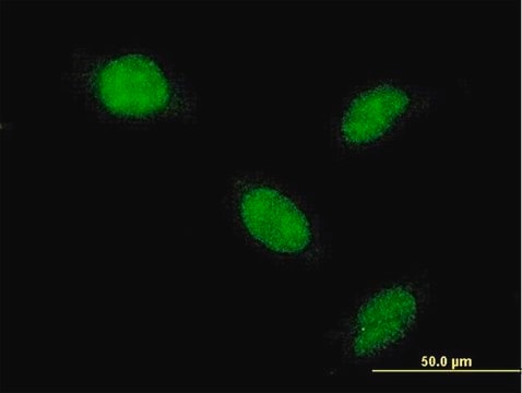 Monoclonal Anti-AHR antibody produced in mouse clone 4G7, purified immunoglobulin, buffered aqueous solution