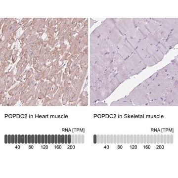 Anti-POPDC2 antibody produced in rabbit Prestige Antibodies&#174; Powered by Atlas Antibodies, affinity isolated antibody, buffered aqueous glycerol solution