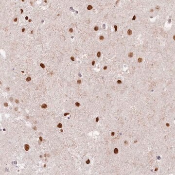 Anti-SORBS2 antibody produced in rabbit Prestige Antibodies&#174; Powered by Atlas Antibodies, affinity isolated antibody, buffered aqueous glycerol solution