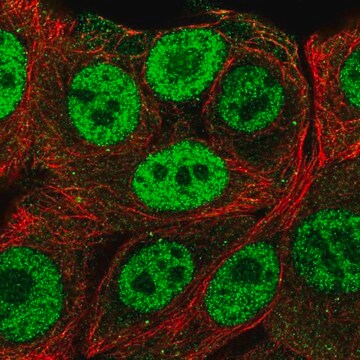 Anti-PMF1 antibody produced in rabbit Prestige Antibodies&#174; Powered by Atlas Antibodies, affinity isolated antibody