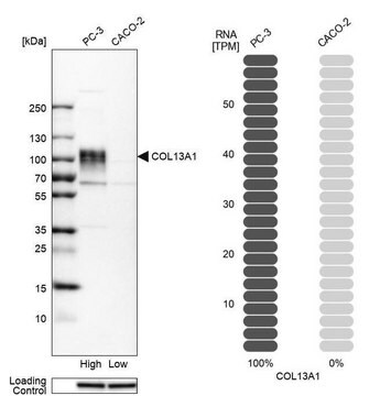 Anti-COL13A1 antibody produced in rabbit Prestige Antibodies&#174; Powered by Atlas Antibodies, affinity isolated antibody, buffered aqueous glycerol solution