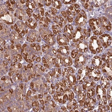 Anti-CAMK1 antibody produced in rabbit Prestige Antibodies&#174; Powered by Atlas Antibodies, affinity isolated antibody, buffered aqueous glycerol solution