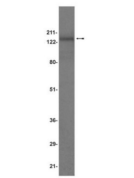 Anti-AKAP 150 Antibody serum, Upstate&#174;