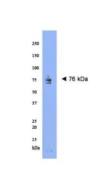 Anti-NARC-1 Antibody serum, Chemicon&#174;