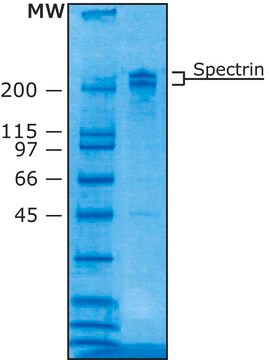 Spectrin from human erythrocytes buffered aqueous glycerol solution