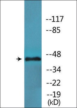 Anti-phospho-GATA1 (pSer142) antibody produced in rabbit affinity isolated antibody