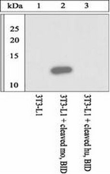 Anti-mouse BID cleavage (59/60) site specific Antibody Chemicon&#174;, from rabbit