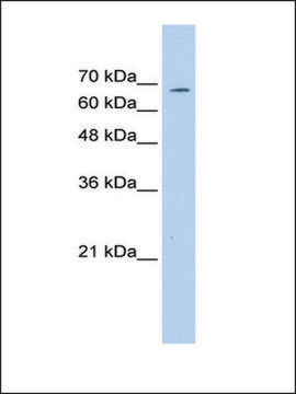 Anti-GP1BA antibody produced in rabbit affinity isolated antibody