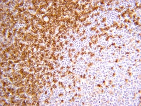 Anti-CD45RA Antibody, Clone MEM 56 clone MEM 56, from mouse