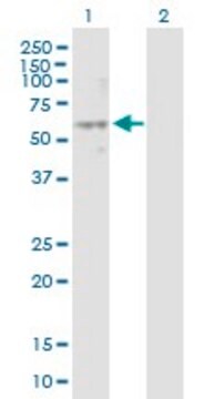 Anti-NPY1R antibody produced in mouse purified immunoglobulin, buffered aqueous solution