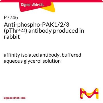 Anti-phospho-PAK1/2/3 (pThr423) antibody produced in rabbit affinity isolated antibody, buffered aqueous glycerol solution