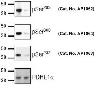 PhosphoDetect Anti-PDH-E1&#945; (pSer&#179;&#8304;&#8304;) Rabbit pAb liquid, Calbiochem&#174;