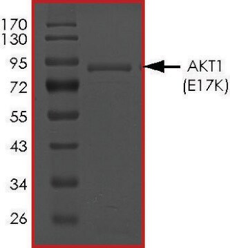 AKT1 (E17K), Active PRECISIO&#174; Kinase, recombinant