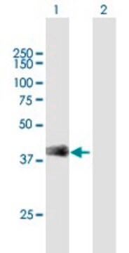 Anti-SFTPB antibody produced in mouse purified immunoglobulin, buffered aqueous solution