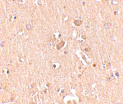 Anti-MED28 antibody produced in rabbit affinity isolated antibody