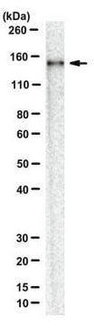 Anti-AsCpf1 Antibody, clone 3D3-F7 clone 3D3-F7, from mouse