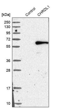 Anti-CHRDL1 antibody produced in rabbit Ab1, Prestige Antibodies&#174; Powered by Atlas Antibodies, affinity isolated antibody, buffered aqueous glycerol solution