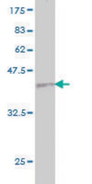 Monoclonal Anti-PLG antibody produced in mouse clone 2A10, purified immunoglobulin, buffered aqueous solution