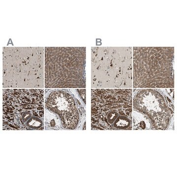 Anti-ERGIC1 antibody produced in rabbit Prestige Antibodies&#174; Powered by Atlas Antibodies, affinity isolated antibody, buffered aqueous glycerol solution, Ab1